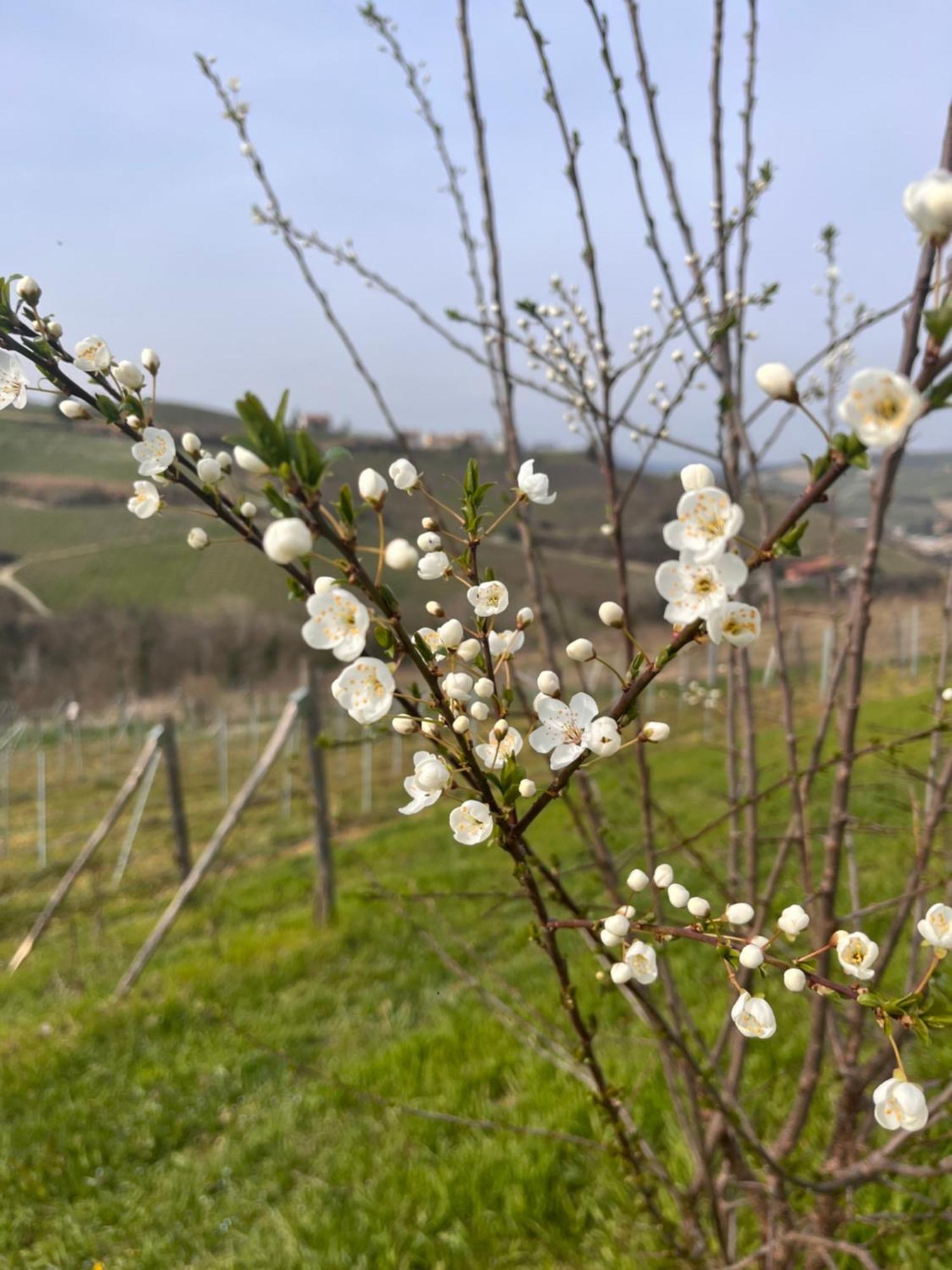 Le Cornici - Cascina Di Charme Diano dʼAlba Exterior foto